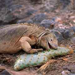 Ecuador