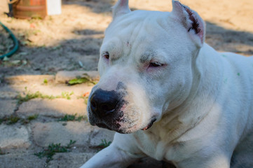 Close up white pitbull dog