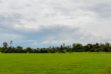 Rice field in the Vietnam
