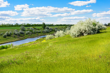 Landscape green meadow, river bank or lake, blue sky and clouds. Clear sunny day.