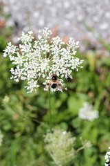 Schwebfliege sitzt auf Blüte von Laserkraut