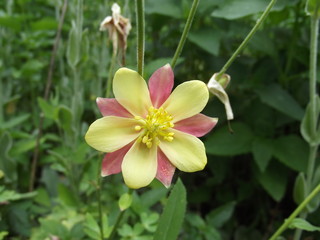 Beautiful aquilegia on a sunny day in the garden