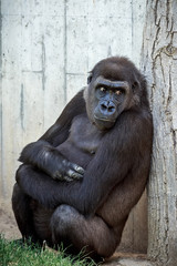 Fototapeta premium Der faule Affe