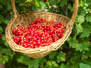 Berries of ripe juicy red currant in a basket on a background of green grass, concept of gardening