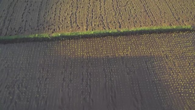 Rice field Aerial