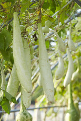 pumpkins and gourds