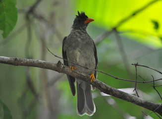 Oiseau Seychelles