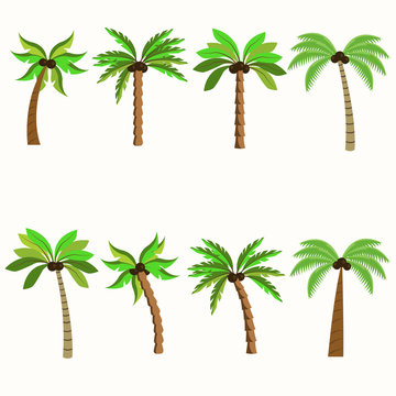 Palm trees isolated on white background.