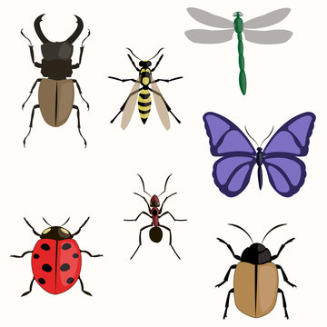 Set of various insects design flat.