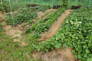 ７月中旬の菜園