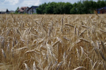 Fototapeta na wymiar Field of ripe grain and farm
