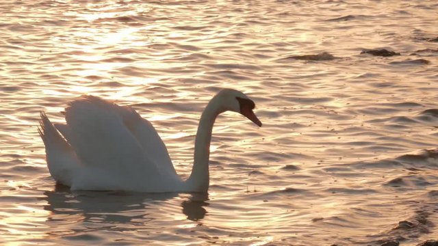 White swan feeding in water near shore / White swan in water of gold color near shore at sunset