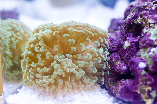 Hammer Coral  (Euphyllia sp.)