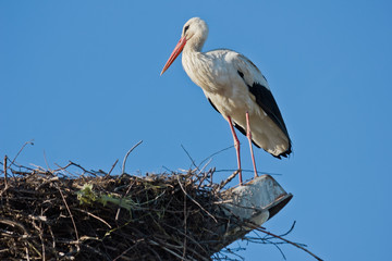 White stork in the nest against the sky
