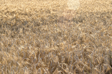 Field of ripe grain