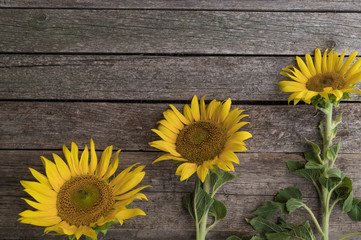 Three sunflowers are arranged in ascending order on the old wooden background. Growth and development concept.
