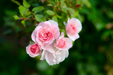 Flowers of a rose on a bush