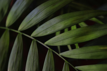 Naklejka na ściany i meble image of tropical leaves dark floral background