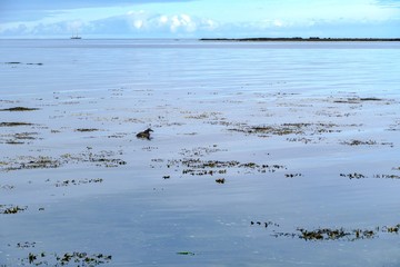 water birsd habitat at the sea shore