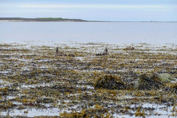 water birsd habitat at the sea shore