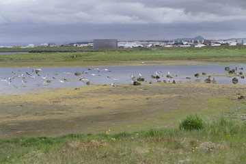 water birsd habitat at the sea shore