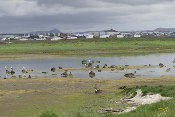 water birsd habitat at the sea shore