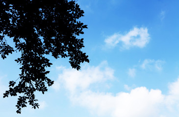 ombre d arbre sur un ciel bleu