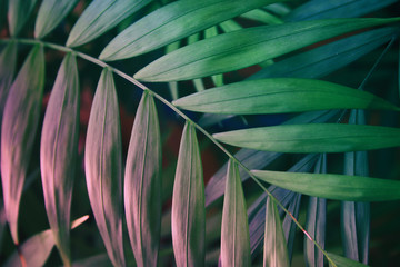 Tropical leaves on pastel pink background. floral background