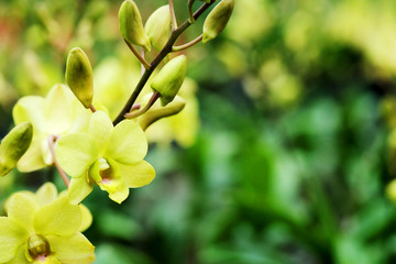 Obraz na płótnie Canvas Dendrobium Bucha Putha or Dendrobium Cross Yellow Orchid in flora garden background