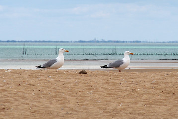 Goélands à île d'Oléron