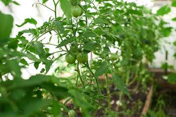 Fresh farm grown produce