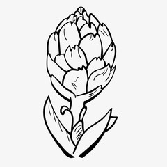 Illustration in sketch style. Artichoke print in the form of graphic lines of calligraphy on a white background