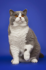 Fototapeta na wymiar A fat beautiful British cat on a studio blue background.