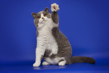 Naklejka premium Gruby, przystojny brytyjski kot macha łapą na niebieskim tle studio.