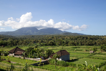 Fototapeta na wymiar Bali rice terraces
