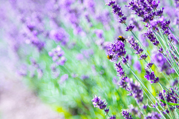 Lavender field. Lavender flowers in natural environment