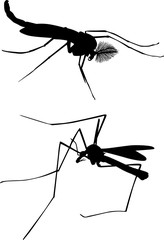 two black large mosquitoes on white
