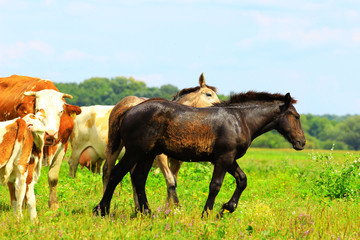 Fototapeta na wymiar Horses and cows on farm land
