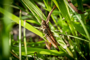 grasshopper in green grass