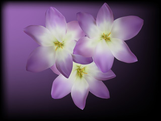 three lilac crocus blooms on dark background