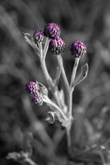 colorkey flower black and white