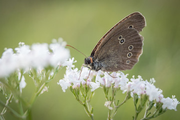 butterfly sitting on flower