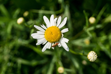 blooming chamomile with bug