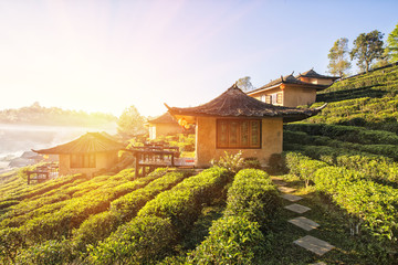 Fototapeta na wymiar Beautiful scenic view of house in tea field on mountain in Mae Hong Son,Thailand.