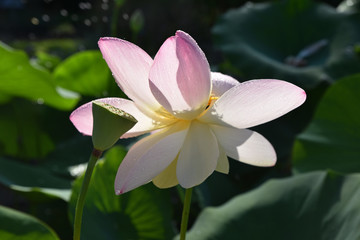 Lotus rose au jardin en été