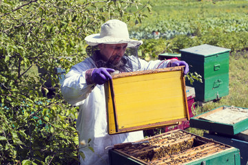 A man works in an apiary collecting bee honey 