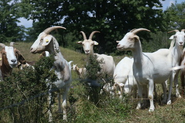 Ziegen auf dem Feld