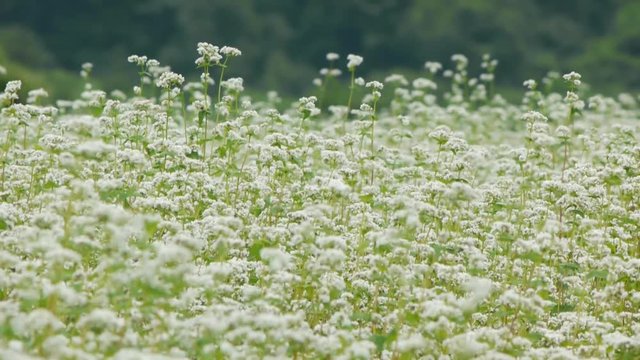 蕎麦畑