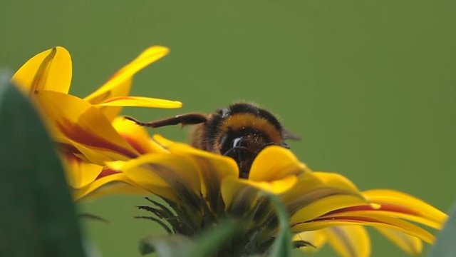 Bee very big bumblebee balanced on flower