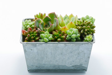 Small green succulent plant in silver box isolated white background